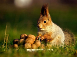 Cute, Funny, Hungry Squirrels