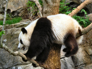 Images of Front Paw of Panda