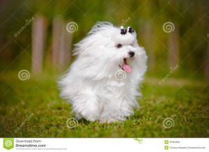 Puppy Maltese Dog Sitting