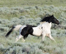 ... capturing, harming or killing Mustangs freely roaming on public land