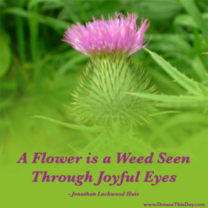 flower is a weed seen through joyful eyes .
