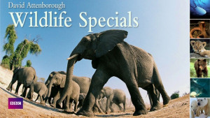 David Attenborough: Wildlife Specials