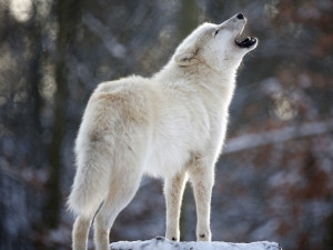 White wolf arctic grey canis lupus quotes HD Wallpaper