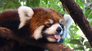 Intense Japanese Summer, Red Panda at Ueno Zoo 2012 (Ailurus fulgens)