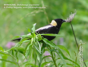 Songbird Like Bird Singing