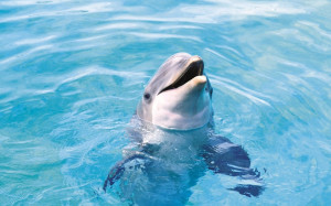 Dolphin Playing Pool Water HD Wallpaper