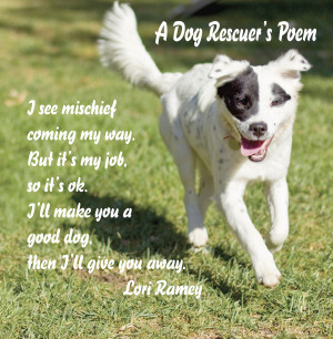 Rescued Dogs Quotes Rescue dogs quotes a dog rescuer's poem