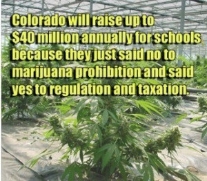This is the future of legalized marijuana--less crime, less powerful ...