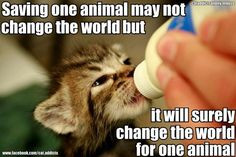 veterinarian quotes | Found on sphotos-b.ak.fbcd... More