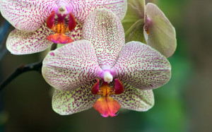 Orchid Flower Pictures