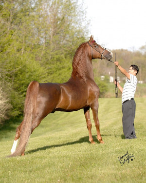Morgan horse | Horses