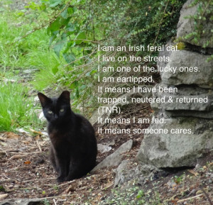 Feral Cat Odyssey is a wonderful documentary from TEN LIVES on feral ...