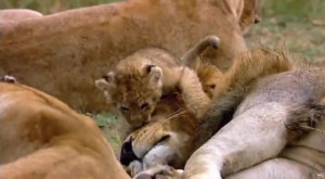 Lion Cub Playing With Male