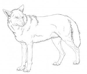 Wolf Lineart by InazumaOkami
