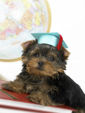 yorkshire terrier quotes