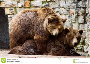 Royalty Free Stock Image: Bear in love