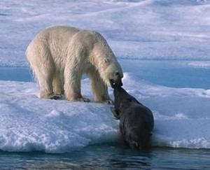 Leopard Seal Vs Polar Bear Polar bear killing seal.