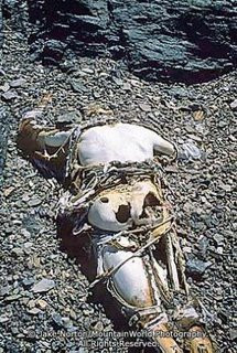 przeciwieństwie do aparatu w roku 1999, po 75 latach znaleziono ...