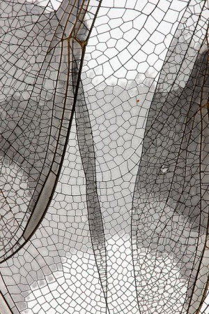 Fragile Beauty - dragonfly wing close up - delicate nature; natural ...
