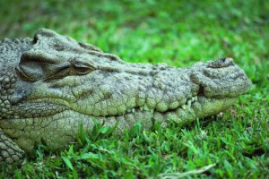 alligator-head-green-grass-photo.jpg.600x315_q90_crop-smart.jpg