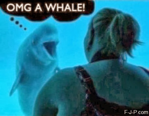 Funny Dolphin OMG Whale Joke Picture