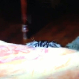 Vine-Home-alone-and-someone-knocks-on-the-door-Vine-Videos-2014_thumb2 ...