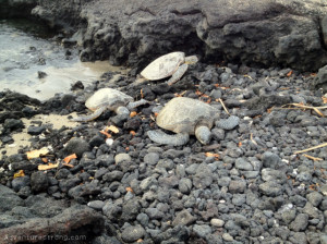 Sea Turtles Eating, Swimming and Snoozing in Waikoloa, Hawaii
