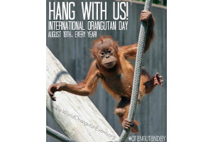 19 August every year: International Orangutan Day!