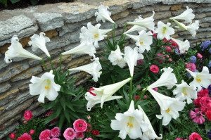 Easter Lilies Images Easter lilies