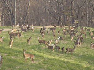 Late Antlerless-Only Firearms Deer Season January 3, 2011-March 26 ...