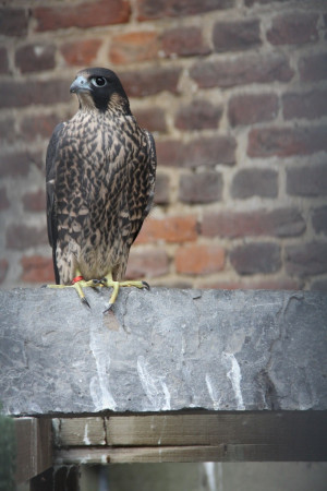 Re: Don't you just love Peregrines