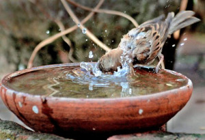 sparrow quenching its thirst at a terrace garden of Srinivas Rao in ...