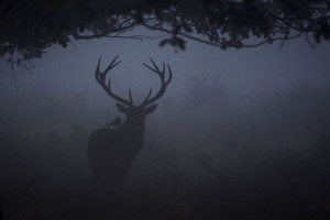 red deer is seen through the morning mist in Richmond Park on ...