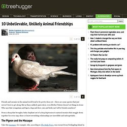 10 Unbelievable, Unlikely Animal Friendships