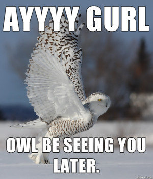 Seductive Owl meme superb owl be seeing you later Imgur
