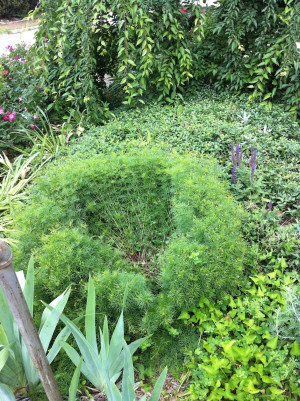 Francis Bacon has made a nest in the coreopsis. Silly cat!