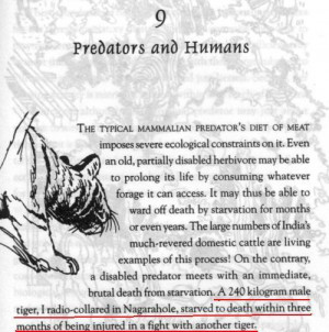 This tigress got mauled by male tiger while trying to steal the food,