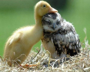 Baby Duck and Barn Owlet, How sweet the two buddy cuddling up together ...
