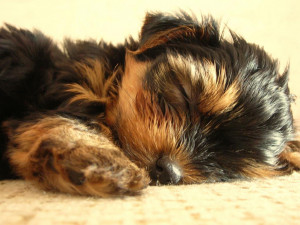 Yorkshire Terrier - Puppy having a Snooze Wallpaper #4 1024 x 768