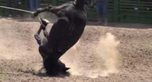 Horse Abuse Documented at Rodeo