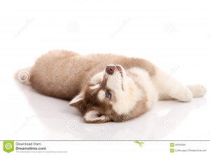 Keegan The Siberian Husky Funny Pictures Of Puppy Dogs Upside Down