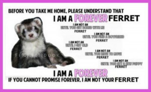 Ferrets are Forever Pets!