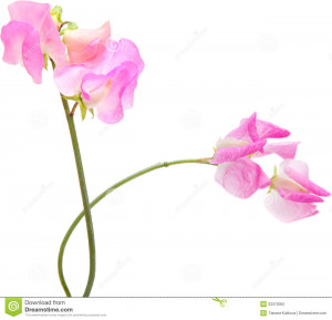 Sweet Pea Flower Tattoo Sweet Pea Flowers And John Milton Quote Tattoo