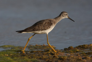 life quotes birds quotes wallpapers (5)