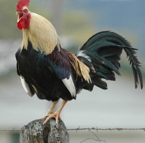 Roosters are beautiful and often annoying