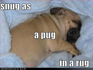 pug dogs, snug as a pug,