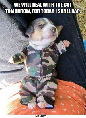 Puppy Wearing A Military Costume