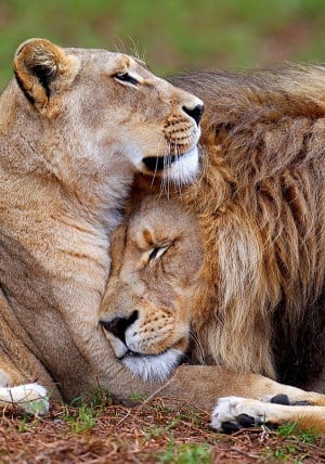 Lion And Lioness – The Royal Couple At Their Best