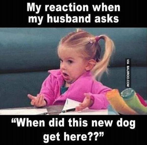 women-love-dogs-funny-reaction-meme