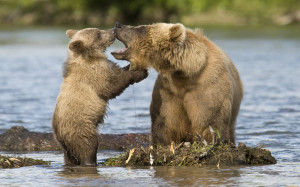 Momma bear teaching baby bear about a first bath. “Never say ...